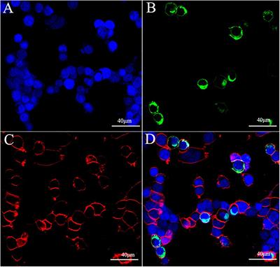 A Possible Role of Allatostatin C in Inhibiting Ecdysone Biosynthesis Revealed in the Mud Crab Scylla paramamosain